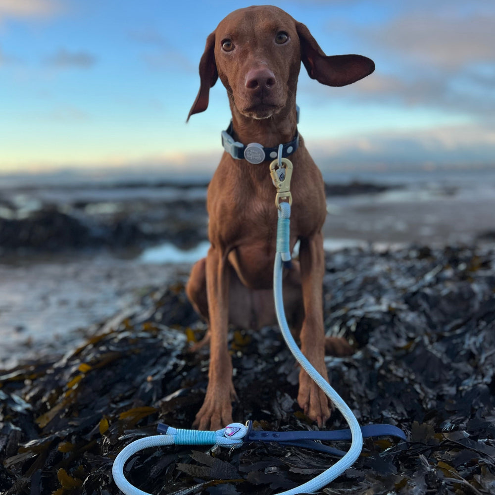 Disney© 4ft Rope Lead - Eeyore - Baby Blue and Navy