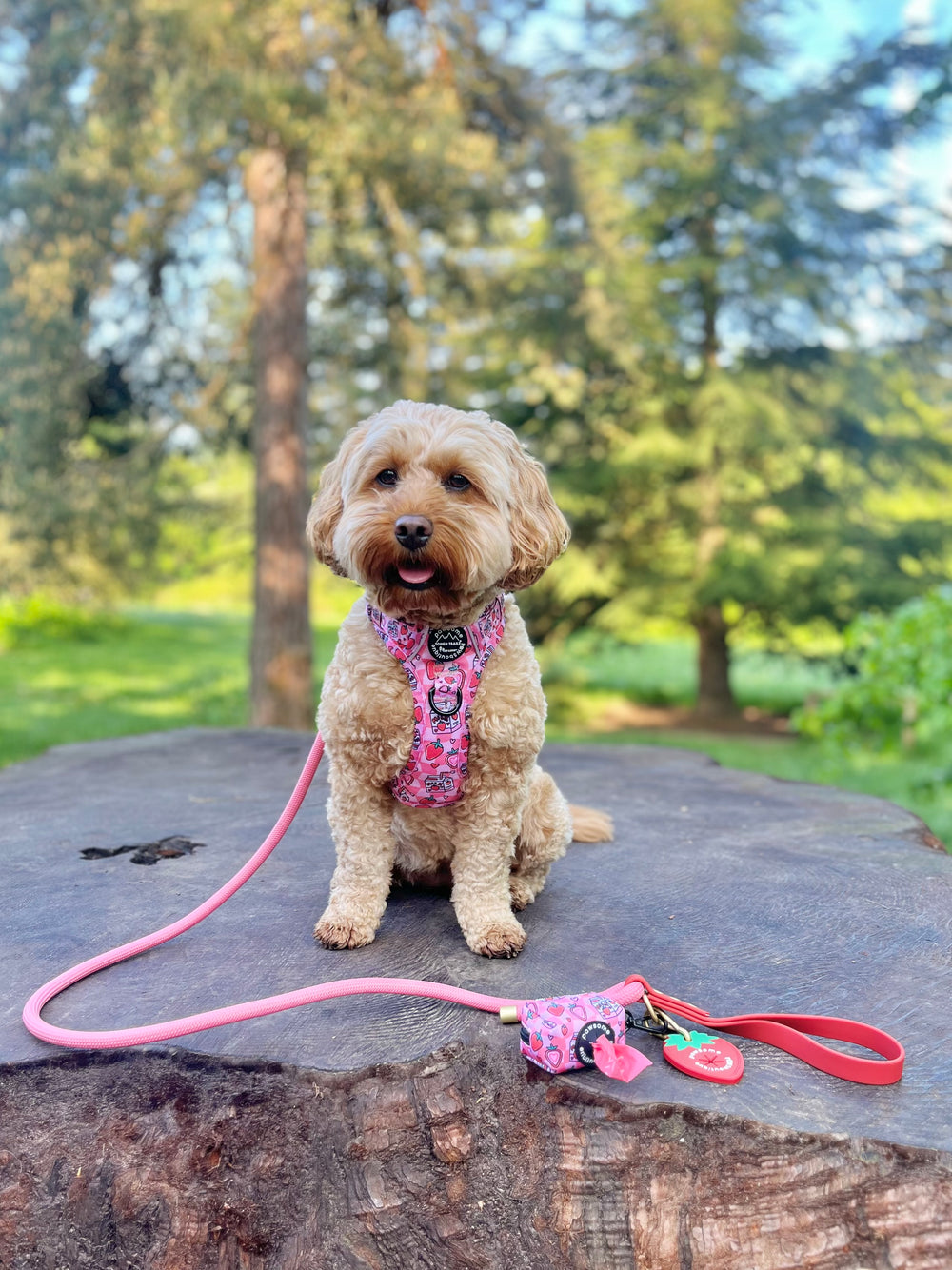 4ft Rope Lead - Red + Pink