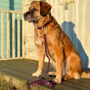 4ft Waterproof Lead - Walkies Ready® Plum