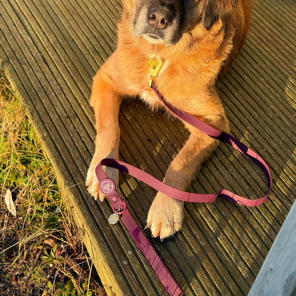 4ft Waterproof Lead - Walkies Ready® Plum