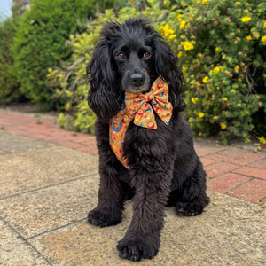 Sailor Bow - Celestial Spirit