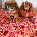 Disney© Dog Blanket - Jessie