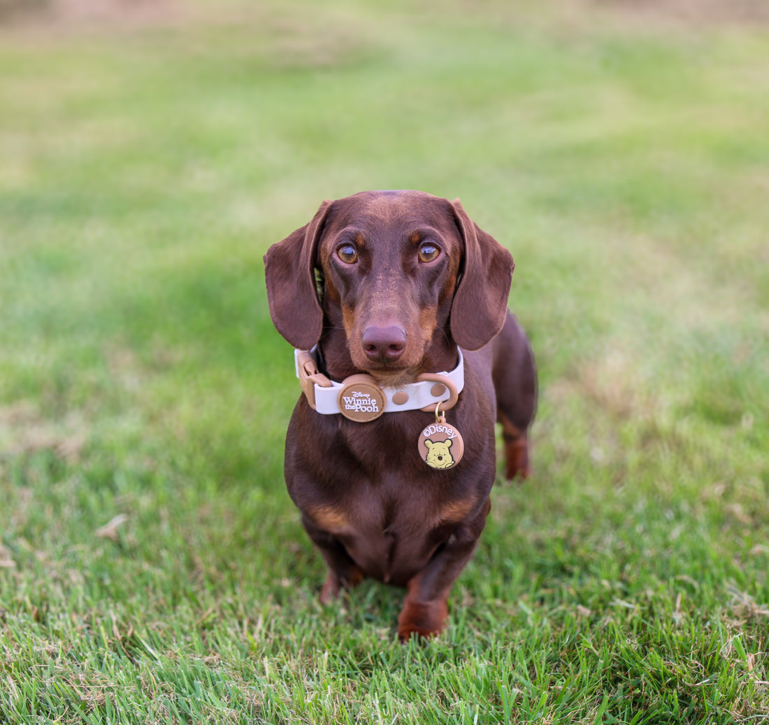 Disney© Waterproof Collar - Winnie The Pooh