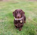 Disney© Waterproof Collar - Winnie The Pooh