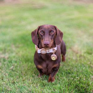 Disney© Waterproof Collar - Winnie The Pooh