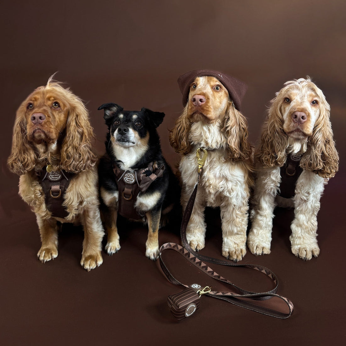 Lead - Walkies Ready® Chocolate Brown
