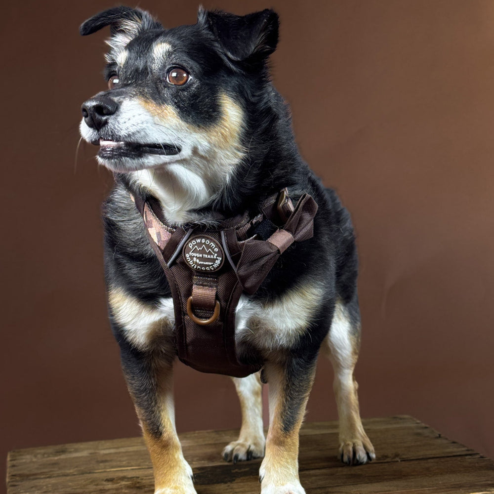 Bow Tie - Walkies Ready® - Chocolate Brown
