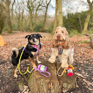 Disney© 4ft Rope Lead - Buzz Lightyear