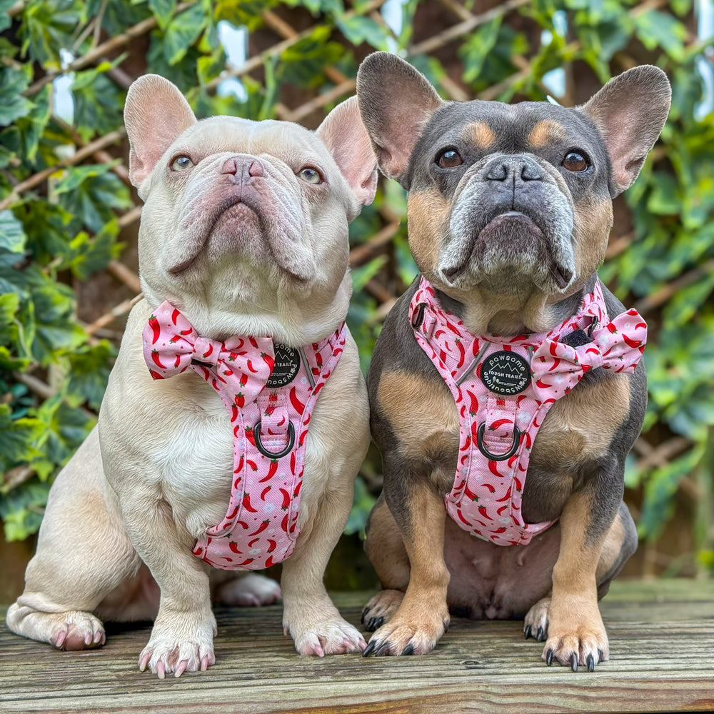 Bow Tie - Chilli Dog