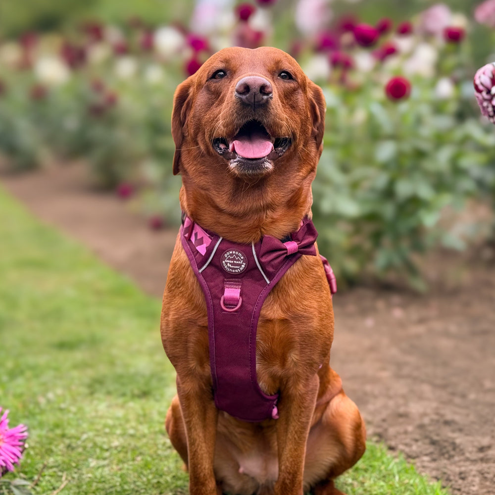 Bow Tie - Walkies Ready® - Mulberry
