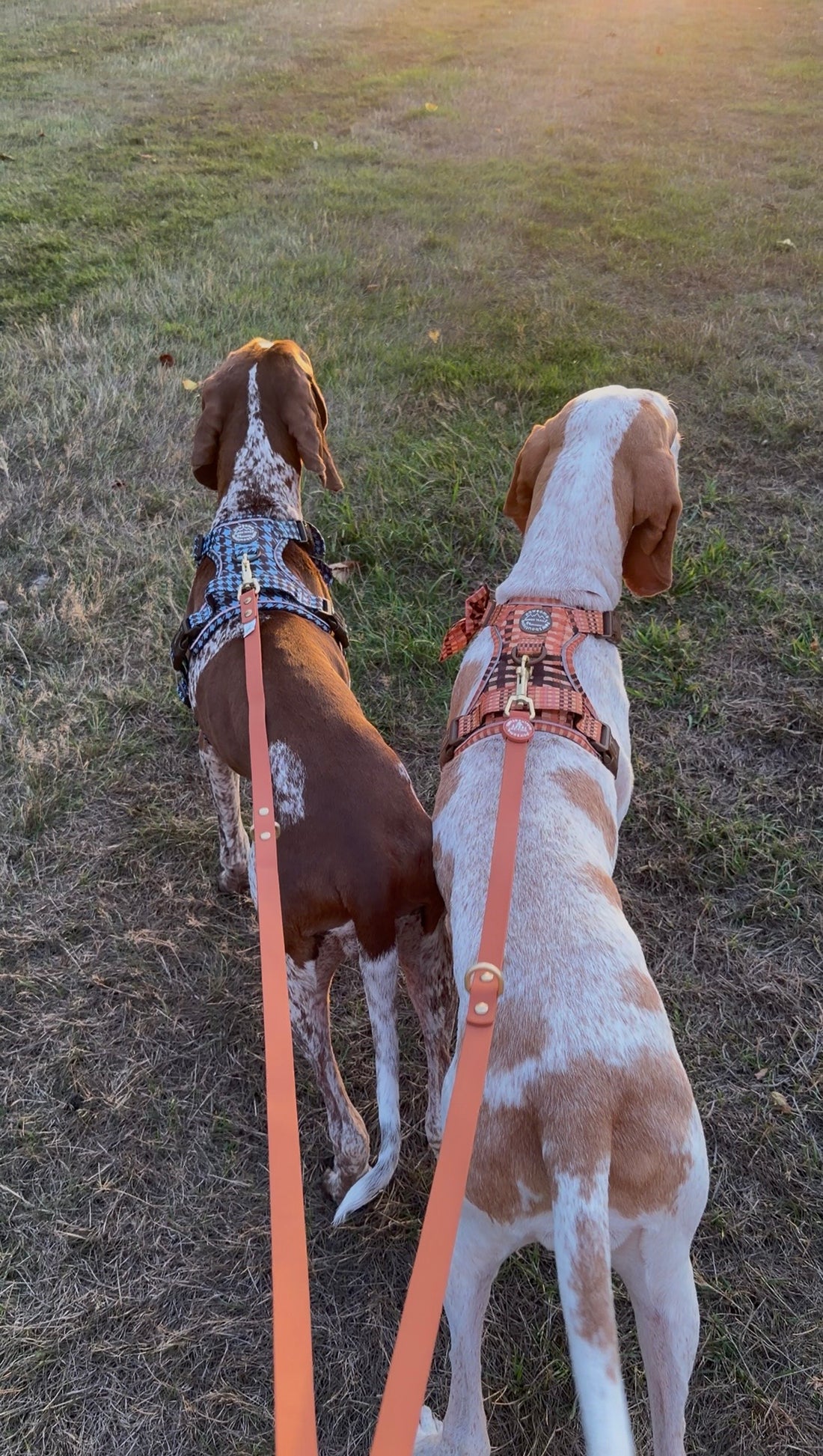 Double Ended Lead - Walkies Ready® Rust (New Clip)