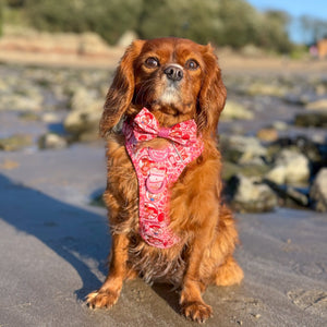 Disney© Bow Tie - Jessie