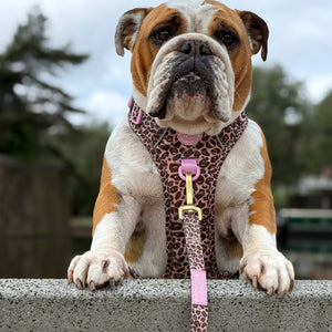 Lead - Leopard Print