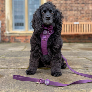 4ft Waterproof Lead - Walkies Ready® Plum