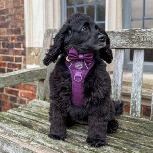 Bow Tie - Walkies Ready® - Plum