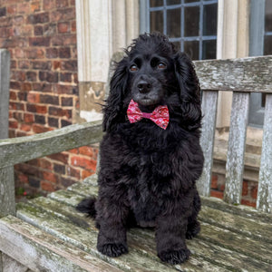 Disney© Bow Tie - Jessie