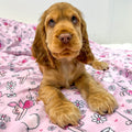 Disney© Dog Blanket - Piglet