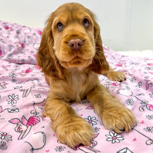 Disney© Dog Blanket - Piglet