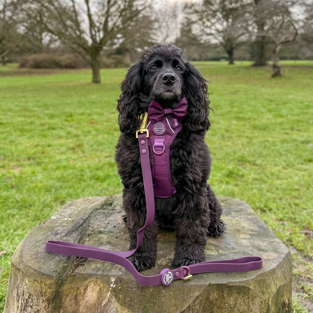 4ft Waterproof Lead - Walkies Ready® Plum