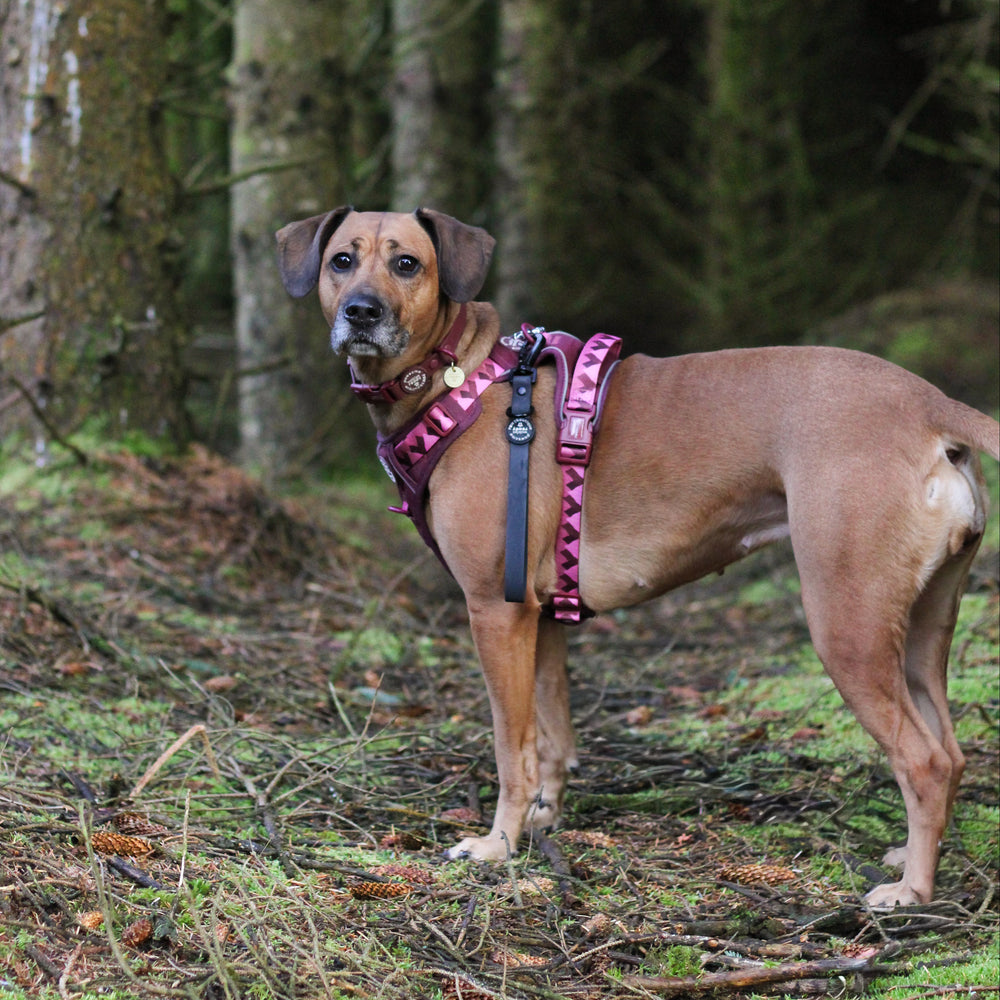 Traffic Handle - Walkies Ready® Black