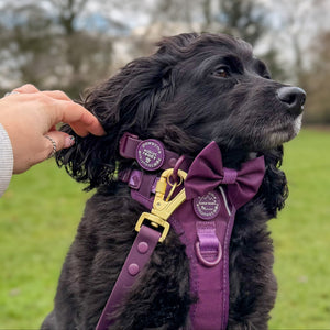 Bow Tie - Walkies Ready® - Plum
