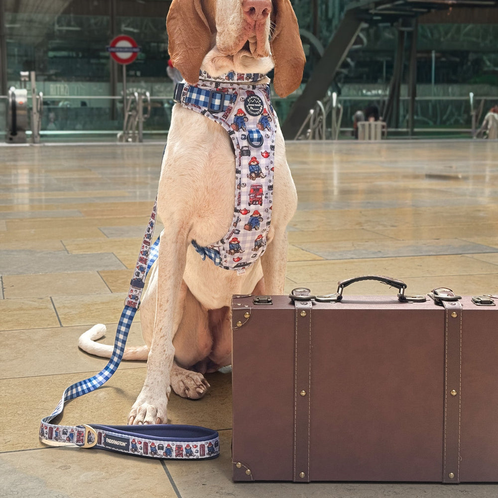 Paddington™ AdjustFit Lead - London