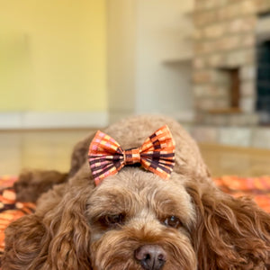 Bow Tie - Golden Acre
