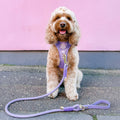 4ft Rope Lead - Walkies Ready® Lavender Lilac