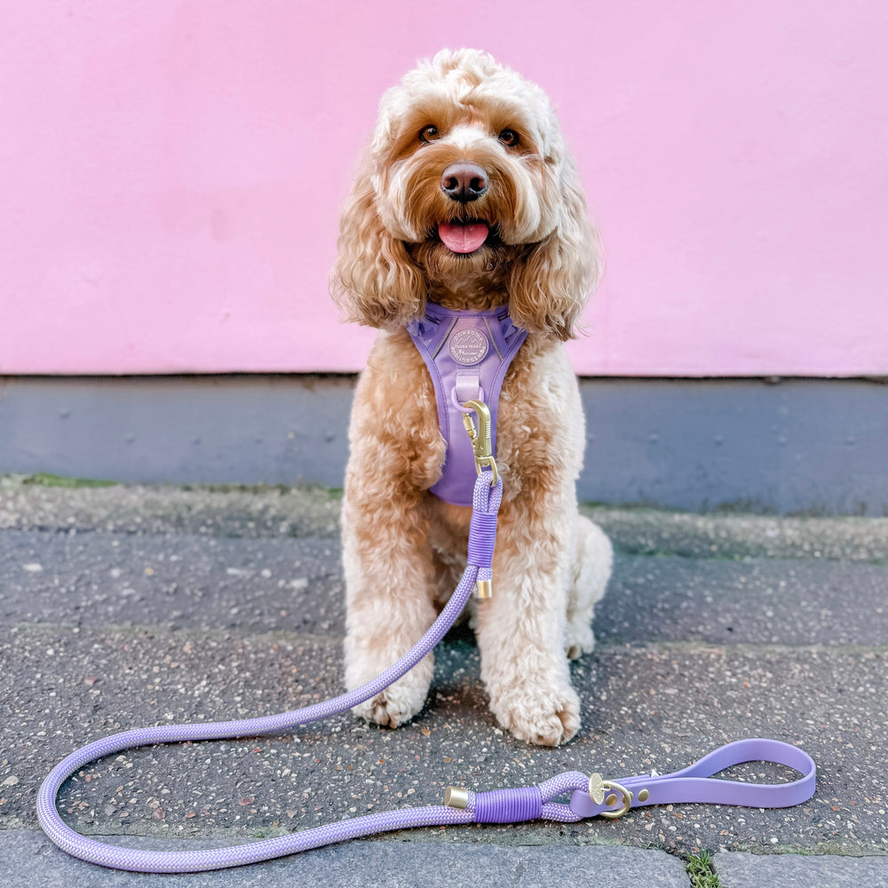 4ft Rope Lead - Walkies Ready® Lavender Lilac