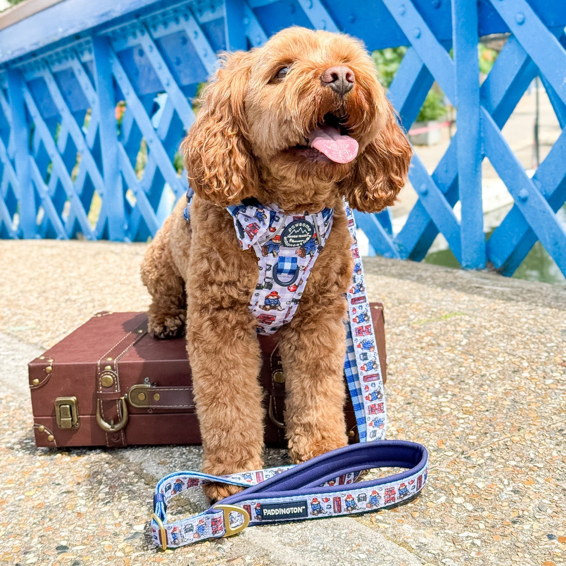 Paddington™ AdjustFit Lead - London