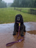 4ft Waterproof Lead - Walkies Ready® Plum