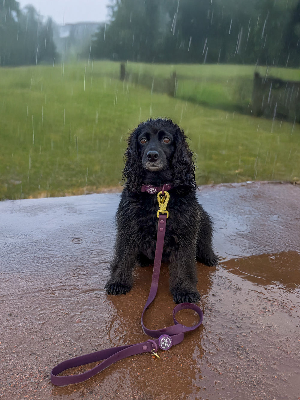 4ft Waterproof Lead - Walkies Ready® Plum