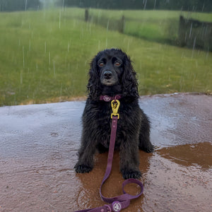 4ft Waterproof Lead - Walkies Ready® Plum