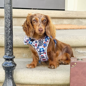 Paddington™ Bow Tie - London