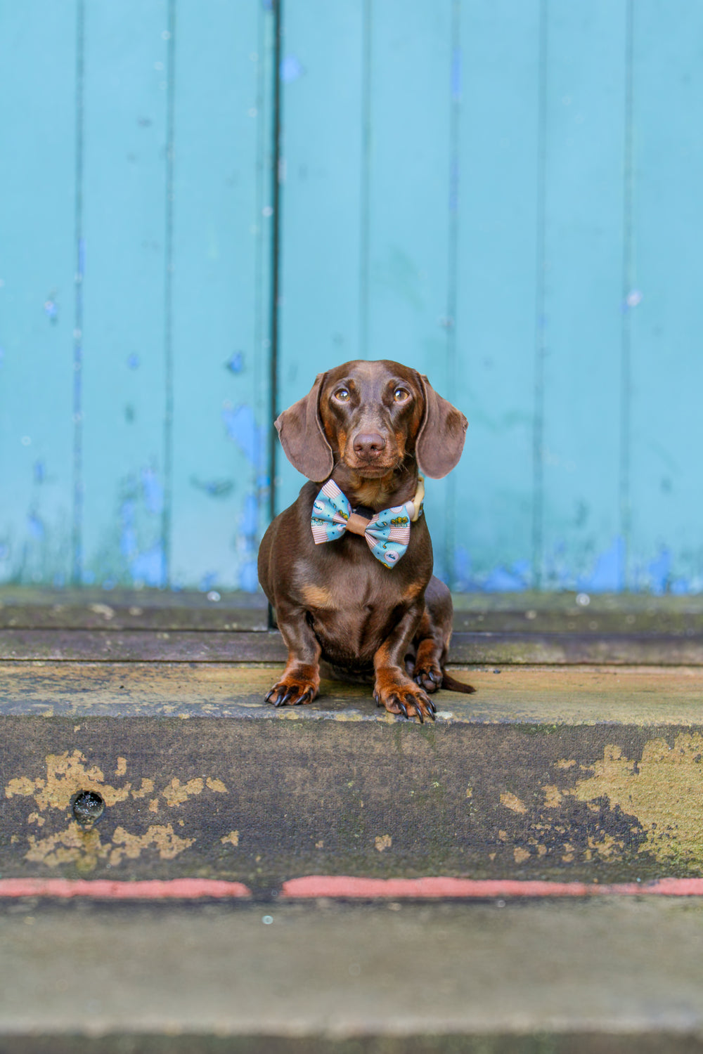 Disney© Bow Tie - Lion Friends