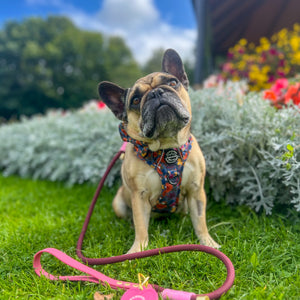 4ft Rope Lead - Mulberry