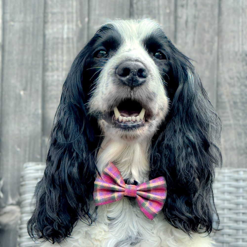 Bow Tie - Tweed Sunset