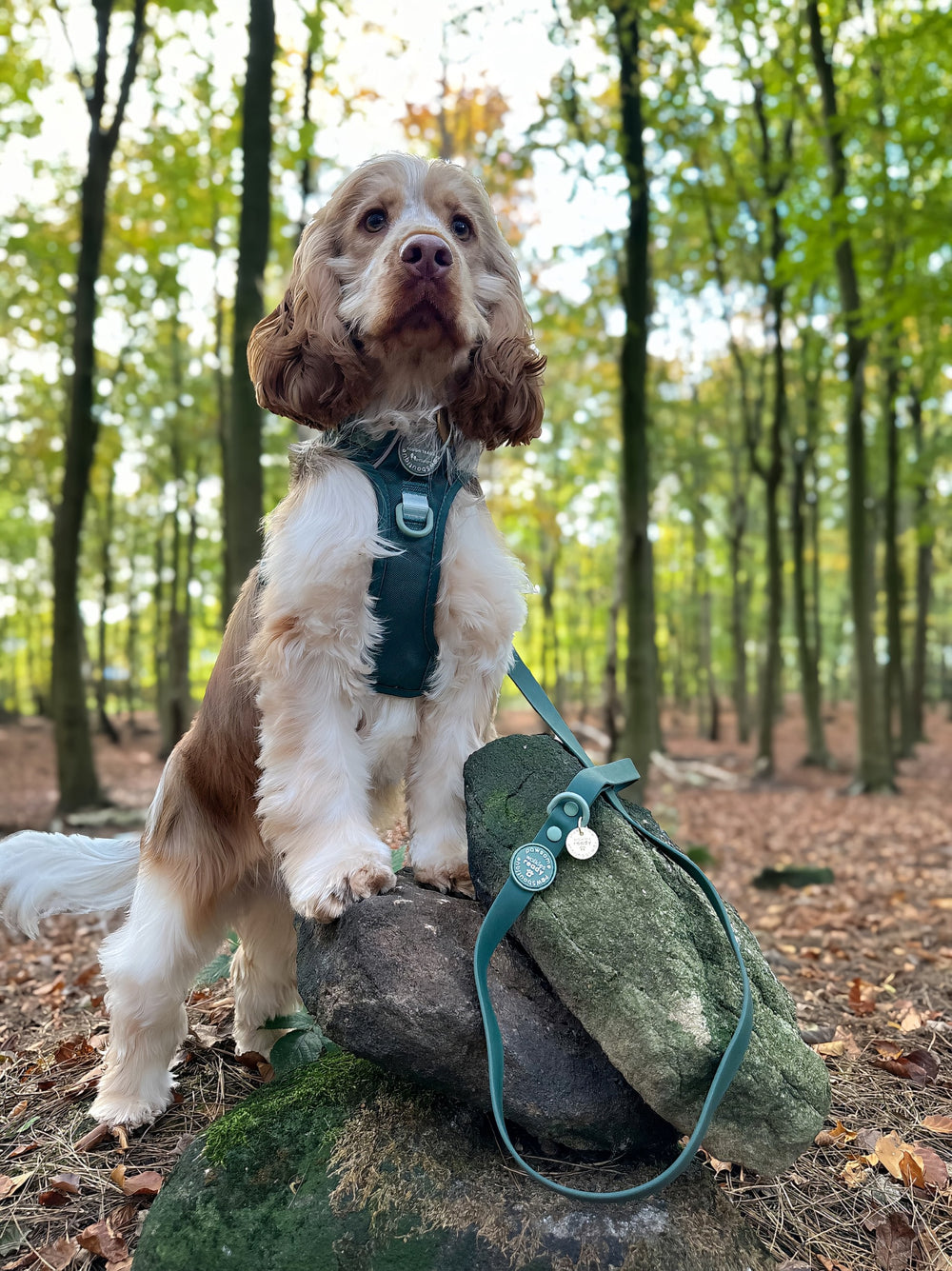 4ft Waterproof Lead - Walkies Ready® Forest Green
