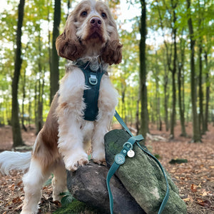 4ft Waterproof Lead - Walkies Ready® Forest Green
