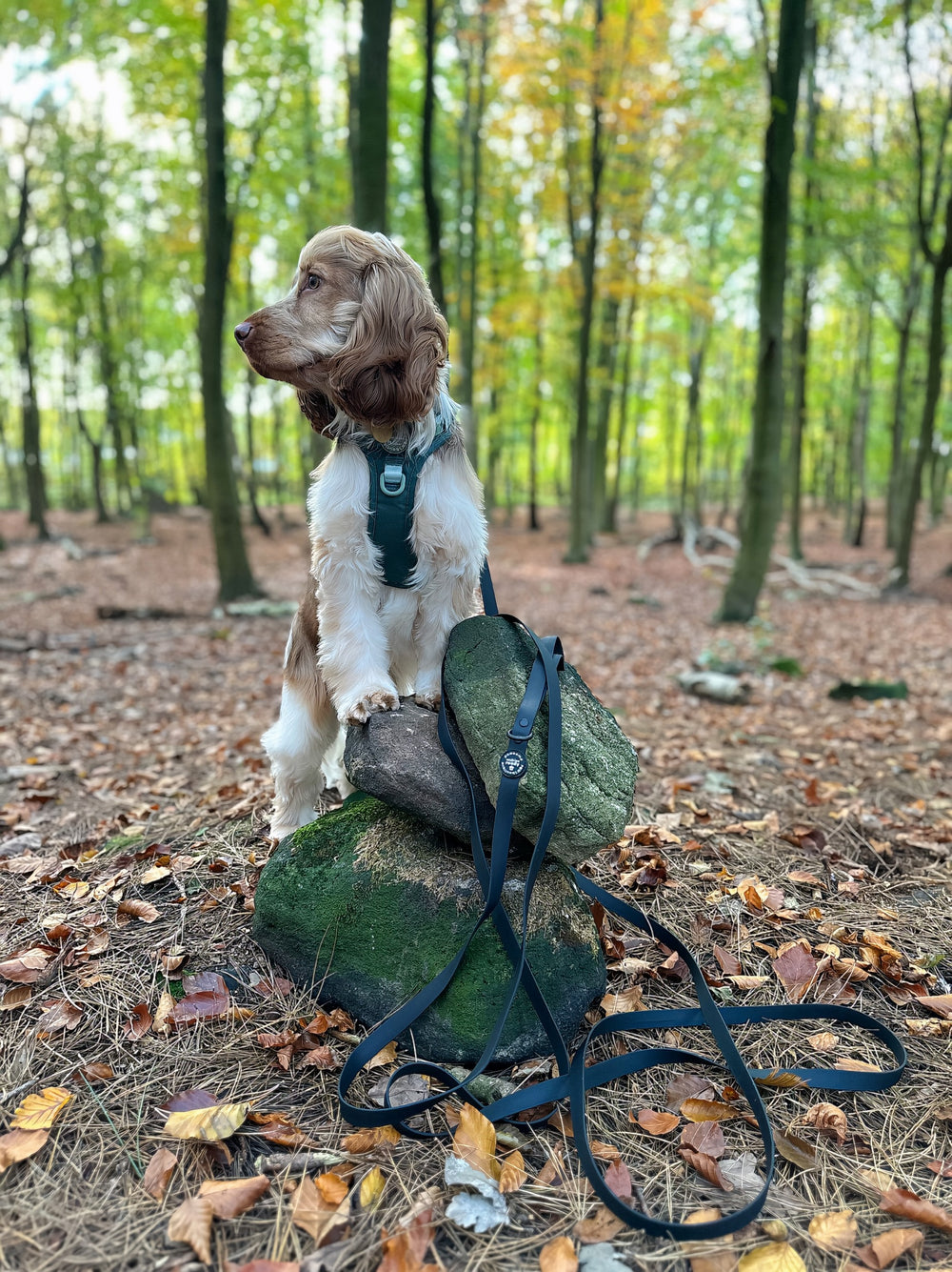 5m Waterproof Long Line Lead - Walkies Ready® Black