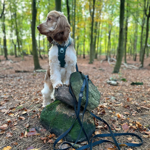 5m Waterproof Long Line Lead - Walkies Ready® Black