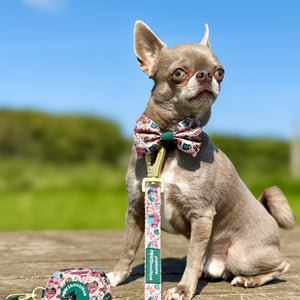 Bow Tie - Adventure Awaits