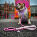 Disney© 4ft Rope Lead - Piglet - Pink