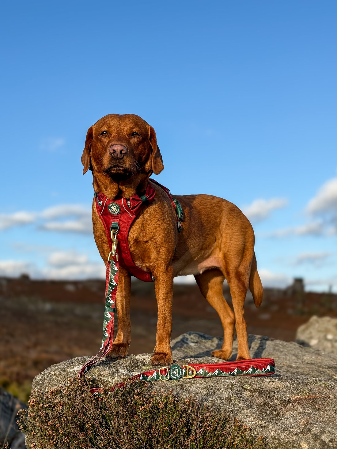 AdjustFit Lead - Walkies Ready® Snowy Mountains