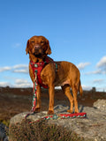 AdjustFit Lead - Walkies Ready® Snowy Mountains