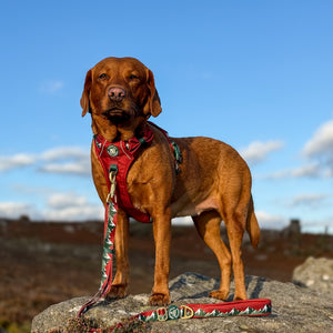 AdjustFit Lead - Walkies Ready® Snowy Mountains