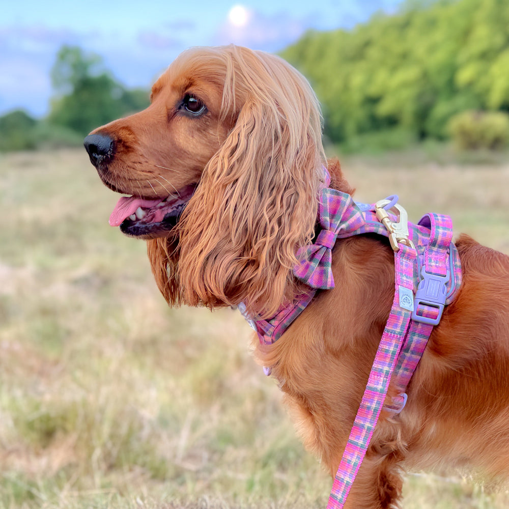 Bow Tie - Tweed Sunset