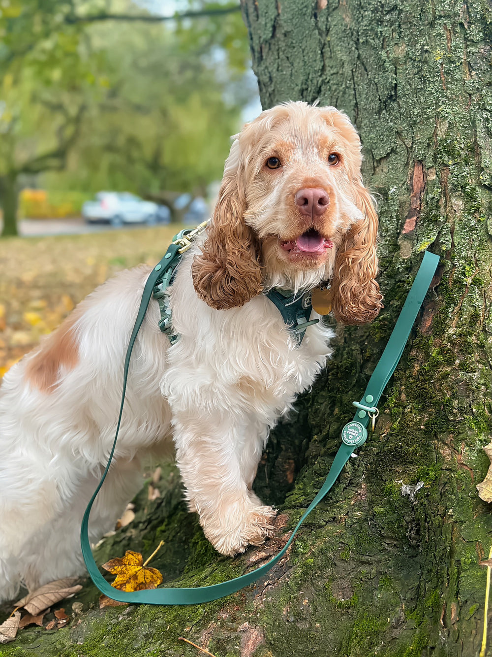 4ft Waterproof Lead - Walkies Ready® Forest Green