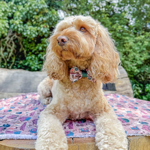 Bow Tie - Adventure Awaits