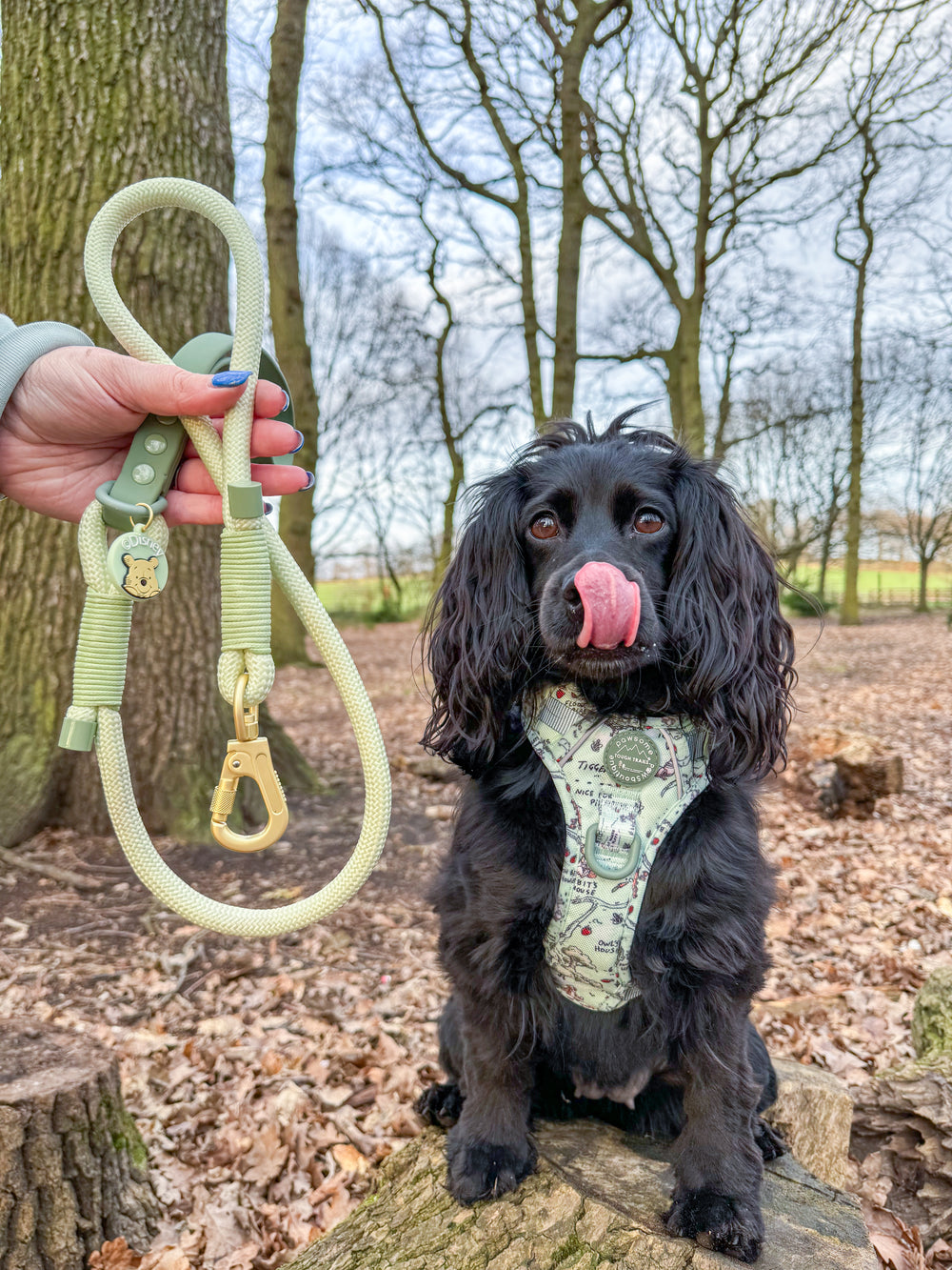 Disney© 4ft Rope Lead - 100 Aker Wood - Light and Dark Green